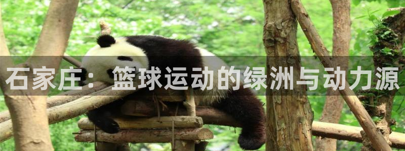 意昂体育3招商电话是多少：石家庄：篮球运动的绿洲与动力源